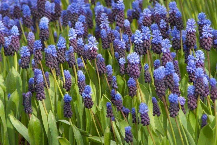 Širokolistý muscari Širokolistý muscari