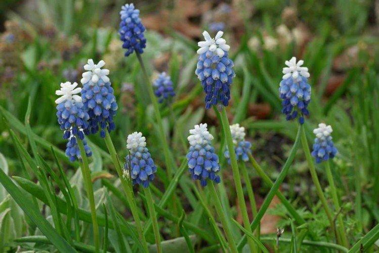 Muscari Tubergena Muscari Tubergena