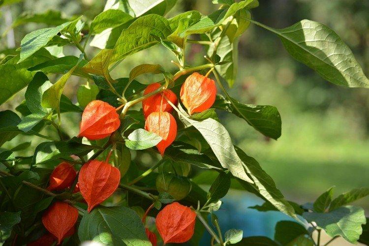 Physalis (60 photos): types, care and planting in the open field