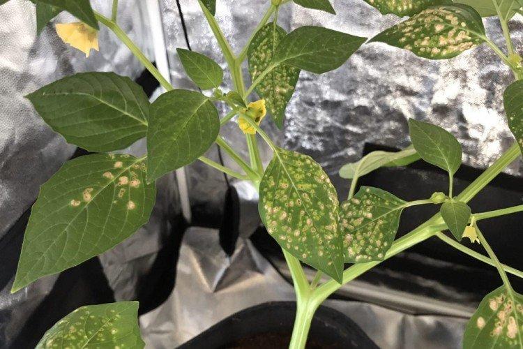Physalis škodcovia a choroby Physalis škodcovia a choroby