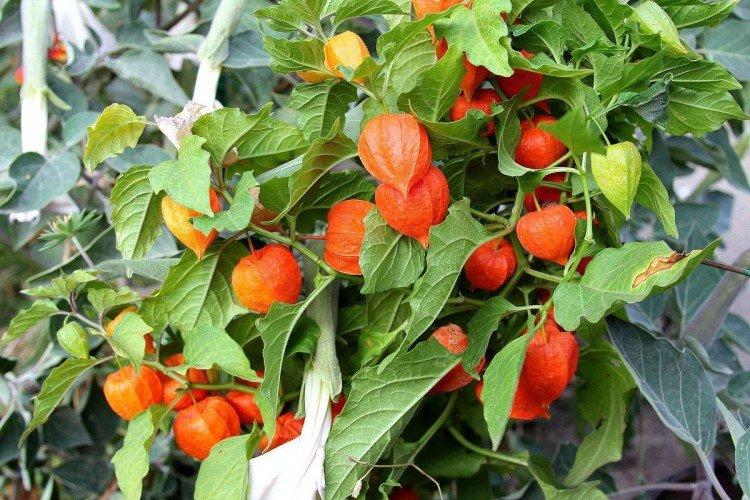 Physalis - foto Physalis - foto