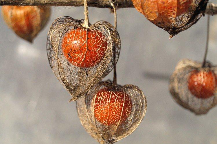 Physalis - foto Physalis - foto