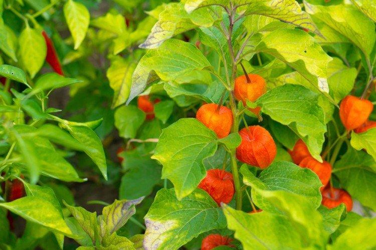 Physalis - foto Physalis - foto