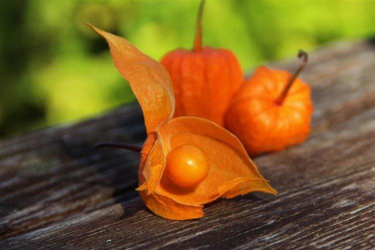 Physalis - foto Physalis - foto