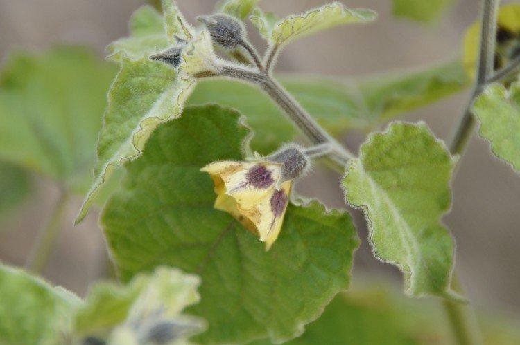 Physalis - foto Physalis - foto