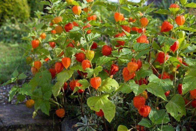 Physalis - foto Physalis - foto