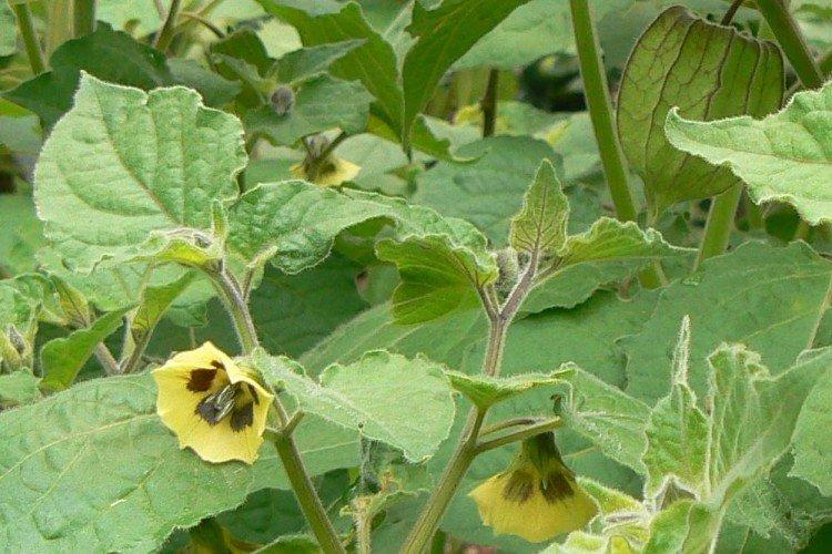 Physalis - foto Physalis - foto