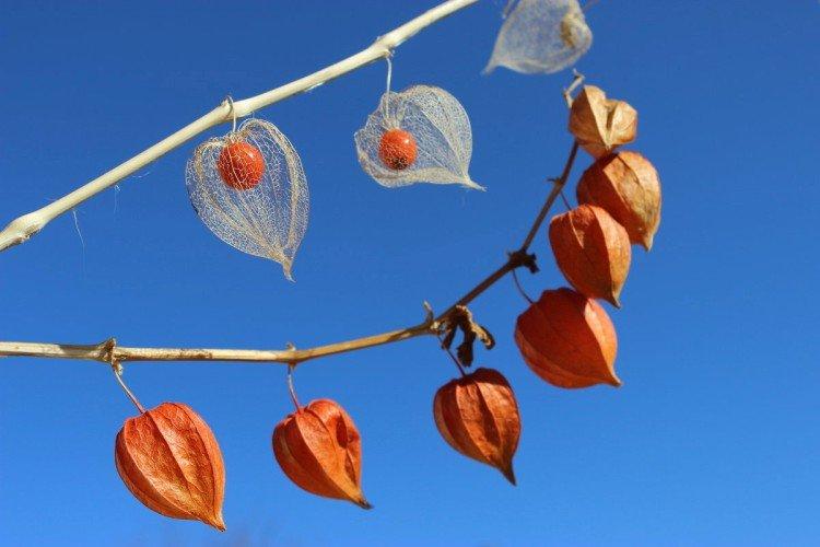 Physalis - foto Physalis - foto