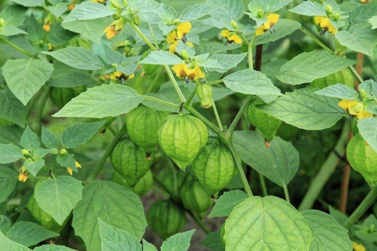 Physalis - foto Physalis - foto