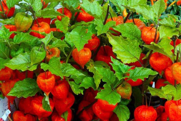 Physalis - foto Physalis - foto