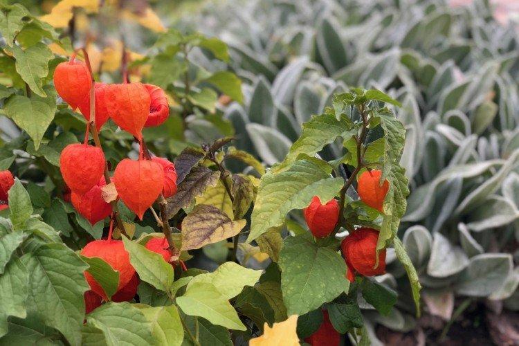 Physalis - foto Physalis - foto