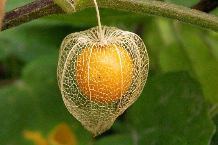 Physalis - foto Physalis - foto