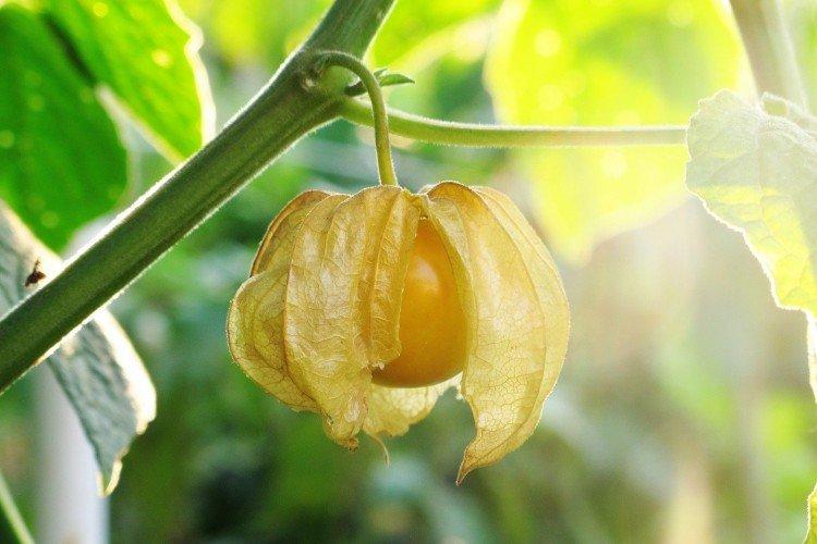 Physalis - foto Physalis - foto