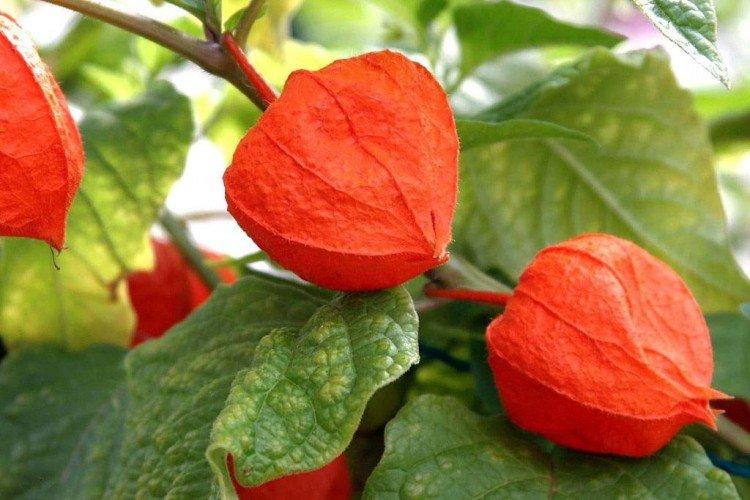 Physalis - foto Physalis - foto