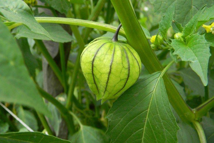 Physalis - foto Physalis - foto