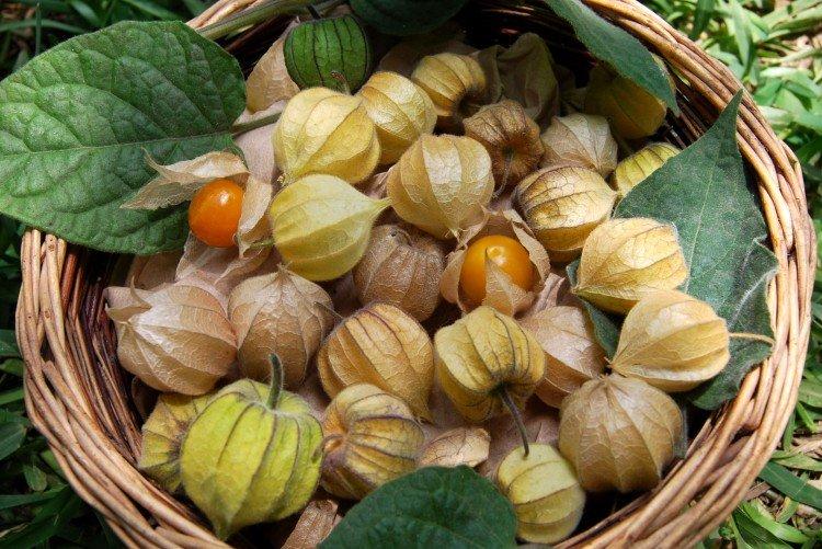 Physalis - foto Physalis - foto
