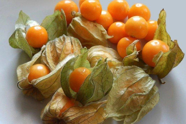 Physalis - foto Physalis - foto