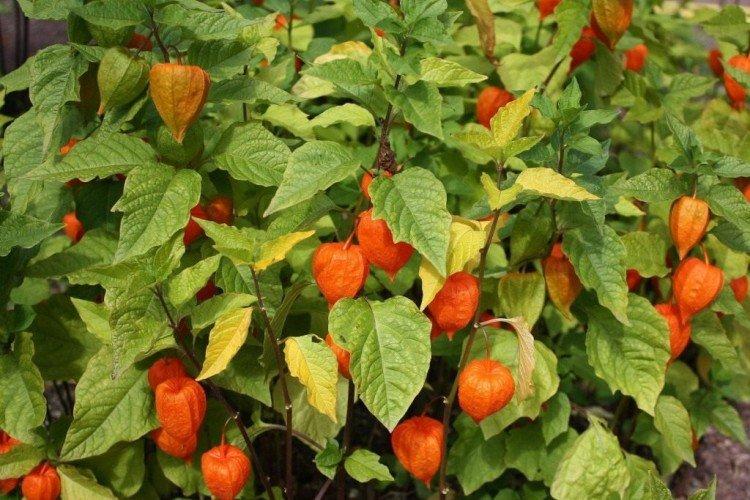 Physalis - foto Physalis - foto