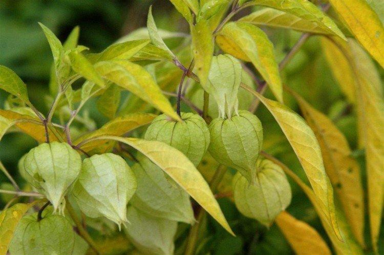 Longifolia Longifolia