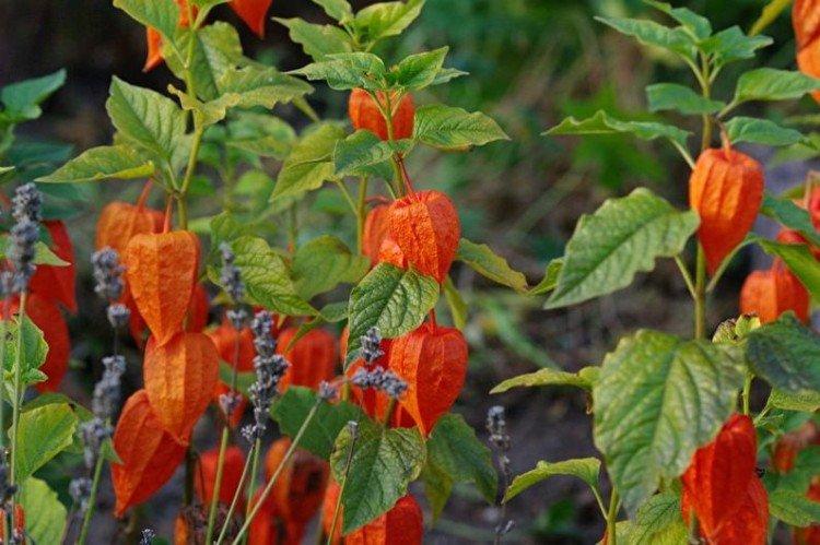 Strawberry Physalis Strawberry Physalis