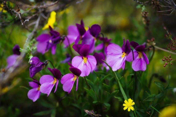 Violet (50 photos): types, care and planting in the open field