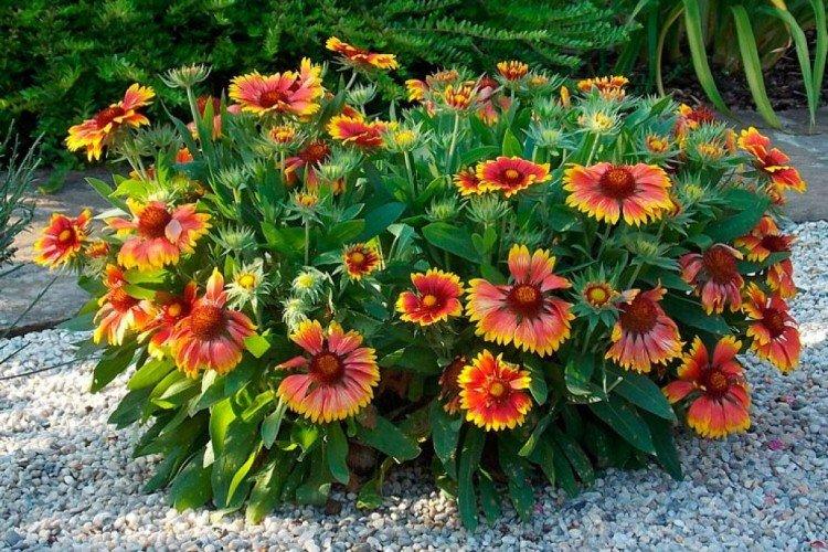 Gaillardia (60 fotografií): druhy, výsadba a náležitá starostlivosť Gaillardia (60 fotografií): druhy, výsadba a náležitá starostlivosť