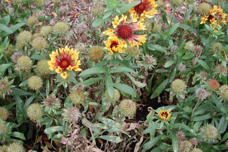 Gaillardia škodcovia a choroby Gaillardia škodcovia a choroby