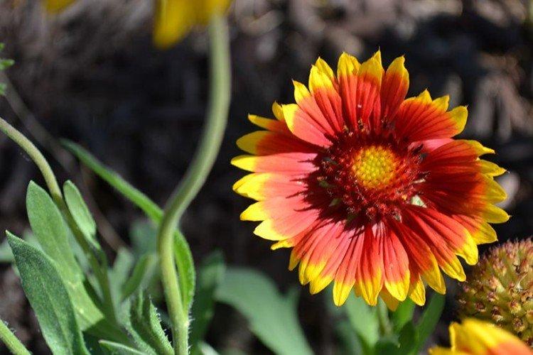 Gaillardia - foto Gaillardia - foto