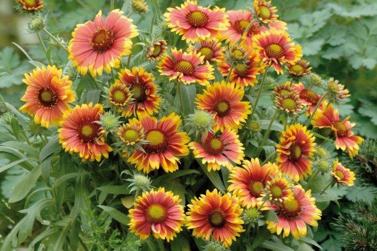 Gaillardia - foto Gaillardia - foto