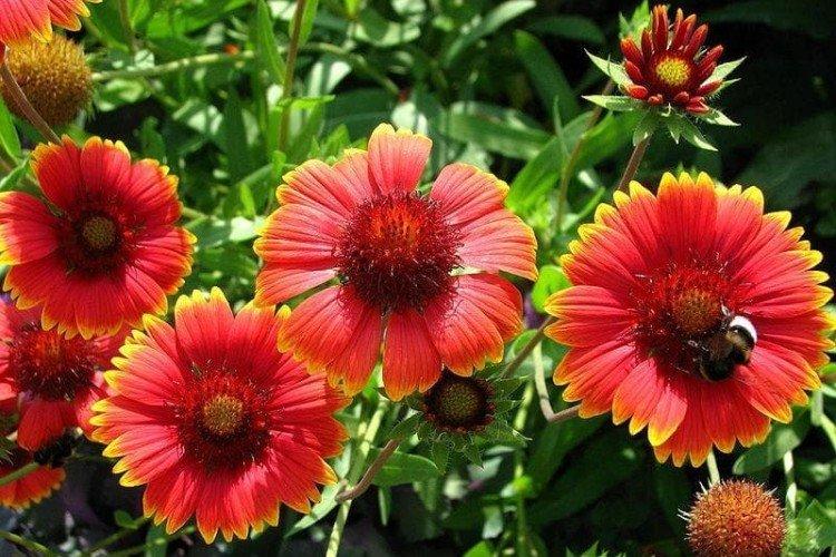 Krásna Gaillardia Krásna Gaillardia