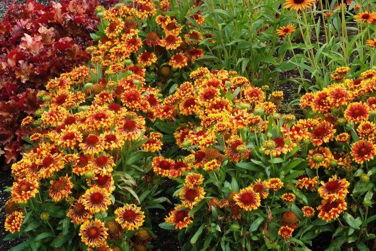 Gaillardia - foto Gaillardia - foto
