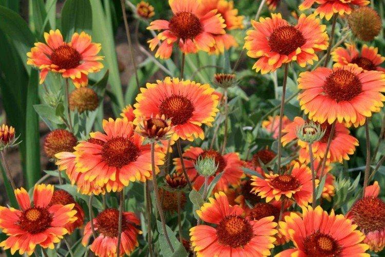 Gaillardia - foto Gaillardia - foto