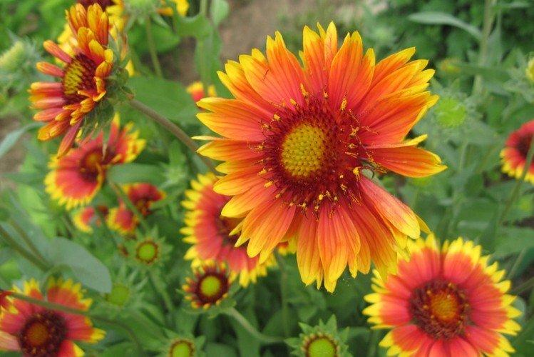Gaillardia - foto Gaillardia - foto