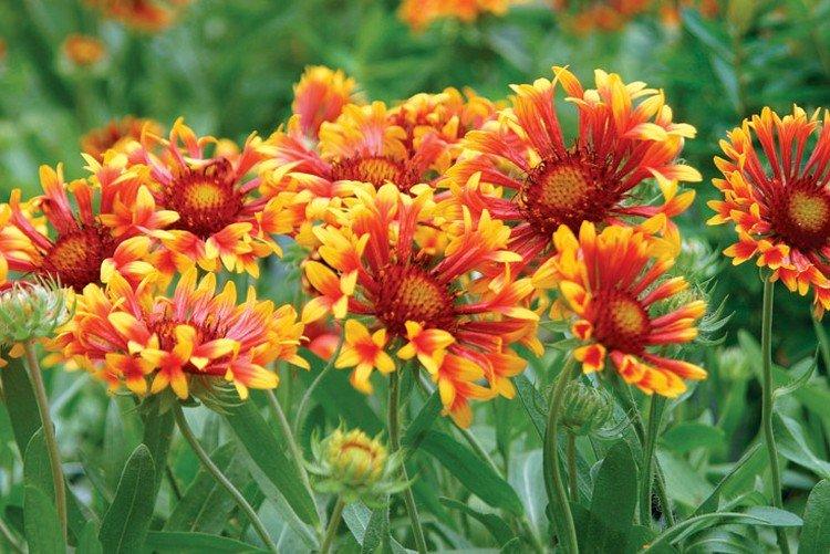 Gaillardia - foto Gaillardia - foto
