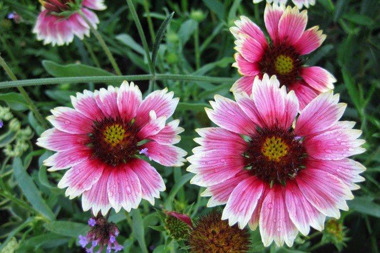 Gaillardia - foto Gaillardia - foto