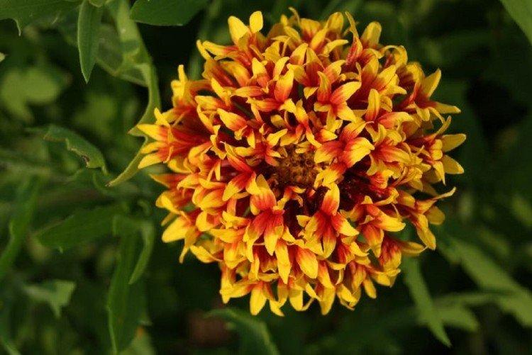 Gaillardia - foto Gaillardia - foto