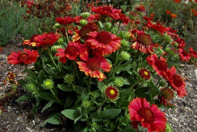 Gaillardia - foto Gaillardia - foto