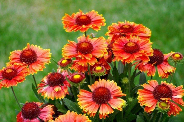 Gaillardia - foto Gaillardia - foto