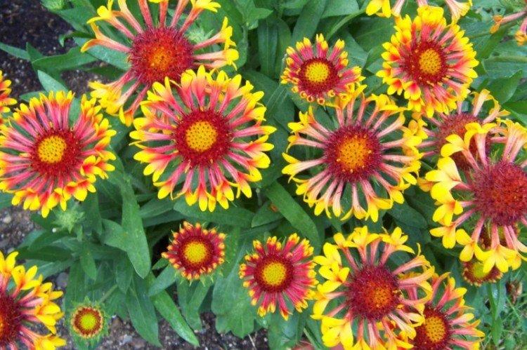 Gaillardia - foto Gaillardia - foto