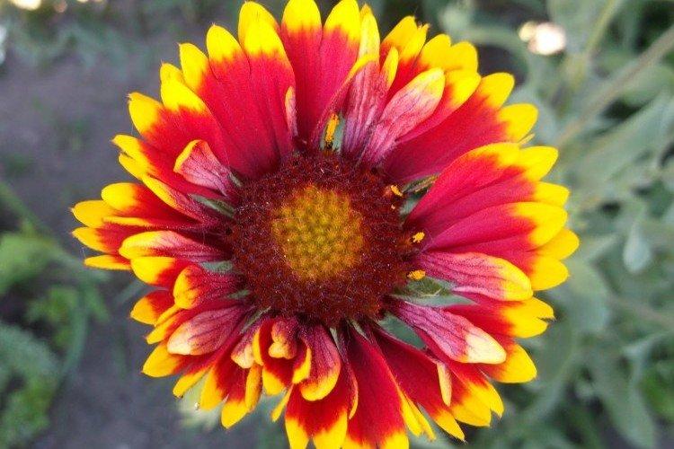 Tŕnistá Gaillardia Tŕnistá Gaillardia