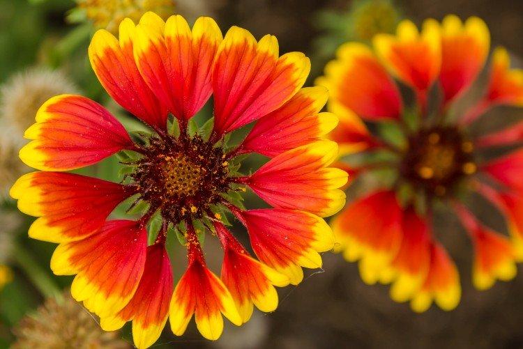 Gaillardia - foto Gaillardia - foto