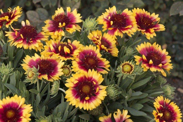 Gaillardia - foto Gaillardia - foto