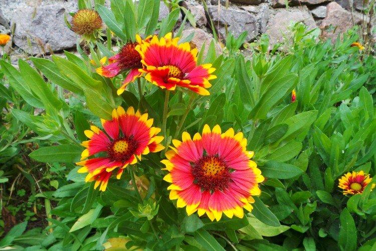 Gaillardia - foto Gaillardia - foto