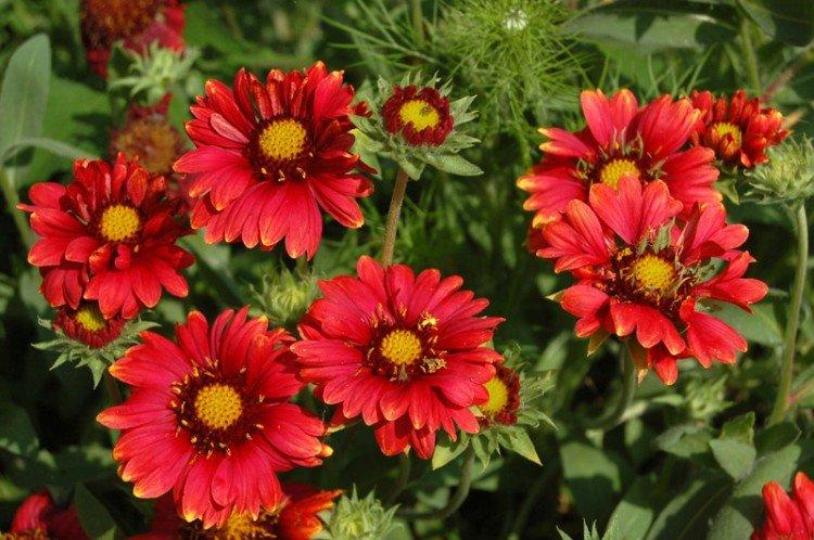 Gaillardia - foto Gaillardia - foto