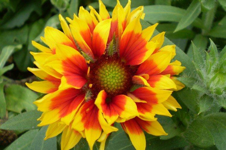 Gaillardia - foto Gaillardia - foto