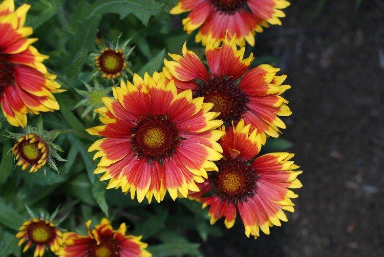 Gaillardia - foto Gaillardia - foto