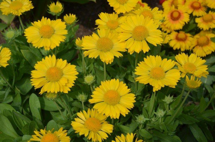 Gaillardia - foto Gaillardia - foto