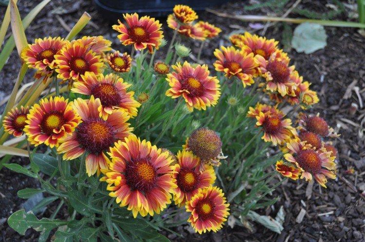 Gaillardia - foto Gaillardia - foto