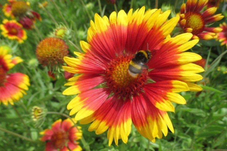 Gaillardia - foto Gaillardia - foto