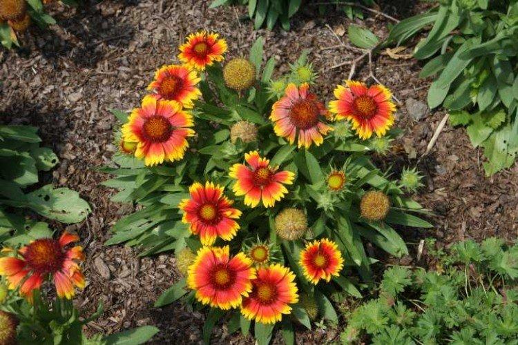 Gaillardia Primavera Gaillardia Primavera